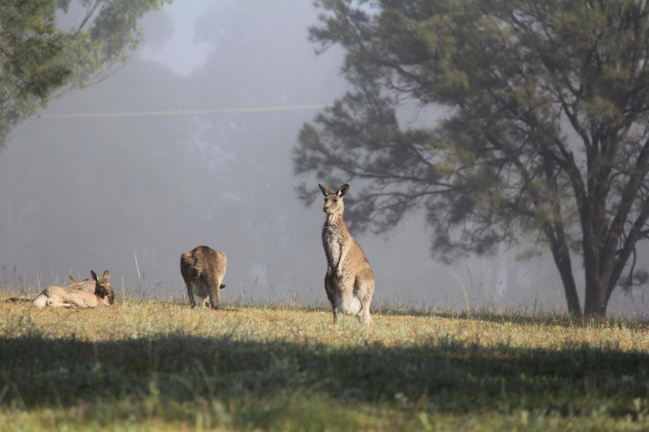 Palmers Lane Estate Hunter Valley Pokolbin Eksteriør billede